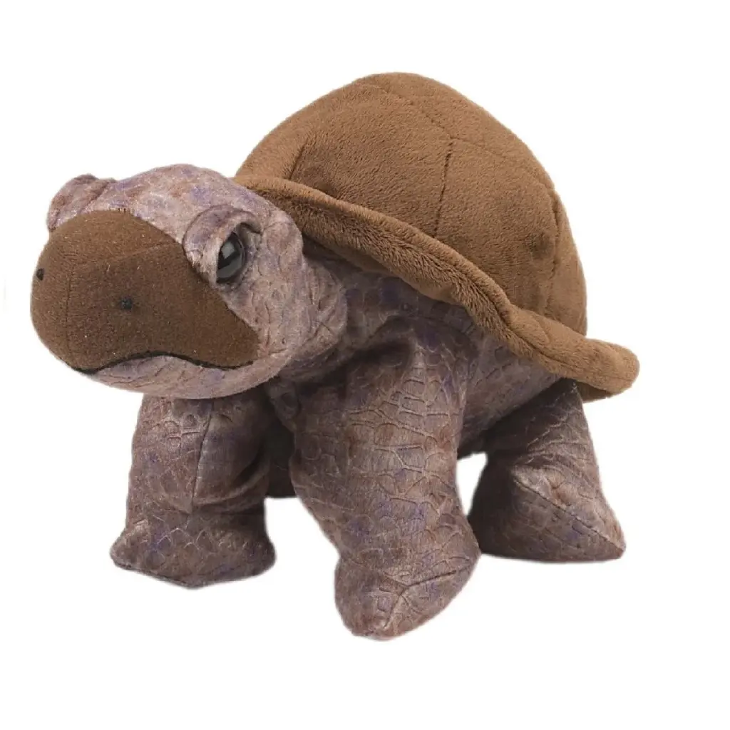 Ck Tortoise