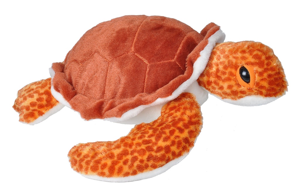 Ck Loggerhead Sea Turtle