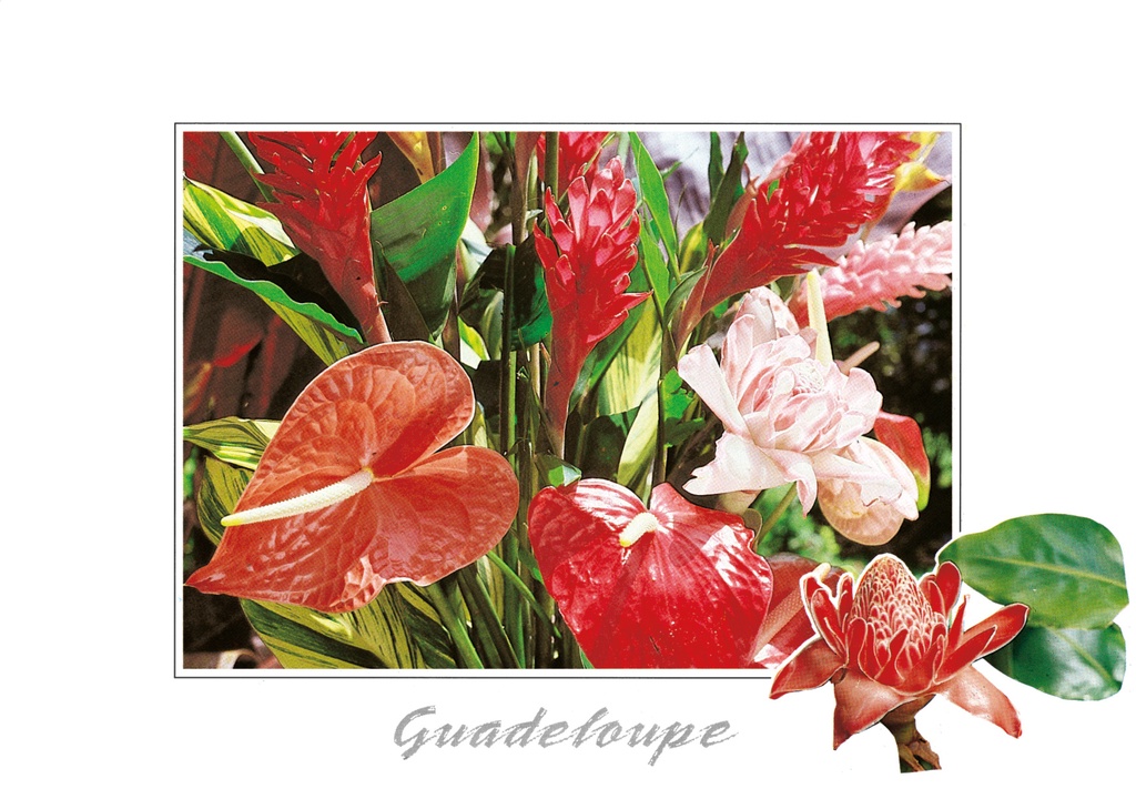 CP 10X15 GP BG7