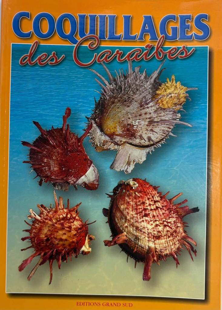 [66076] Coquillages 32P