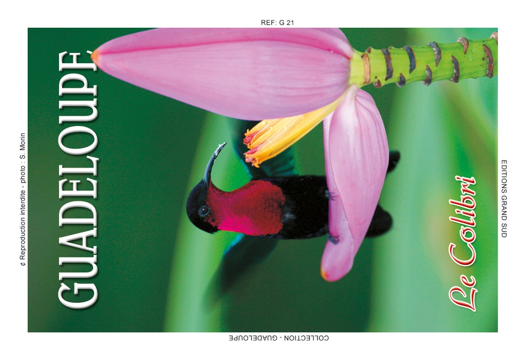 Magnet Image GP Colibri Casque