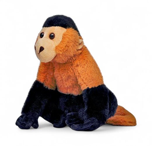 Singe Capucin Touffu