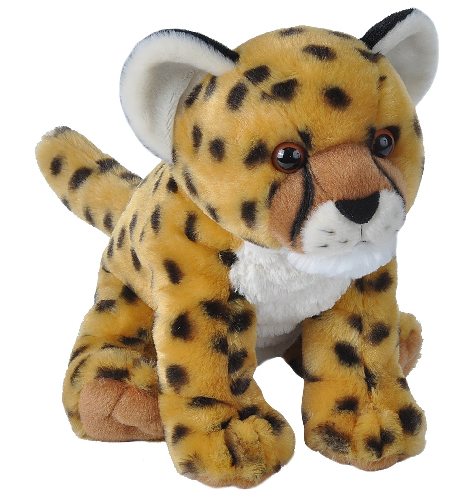 Ck Cheetah Cub