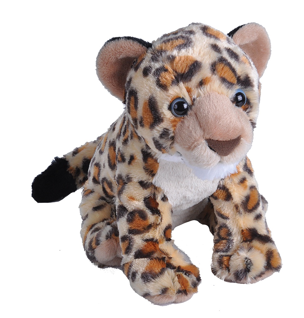Ck Leopard Cub