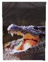 Poster Crocodile 3D