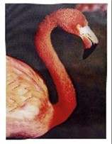 Poster Flamant 3D