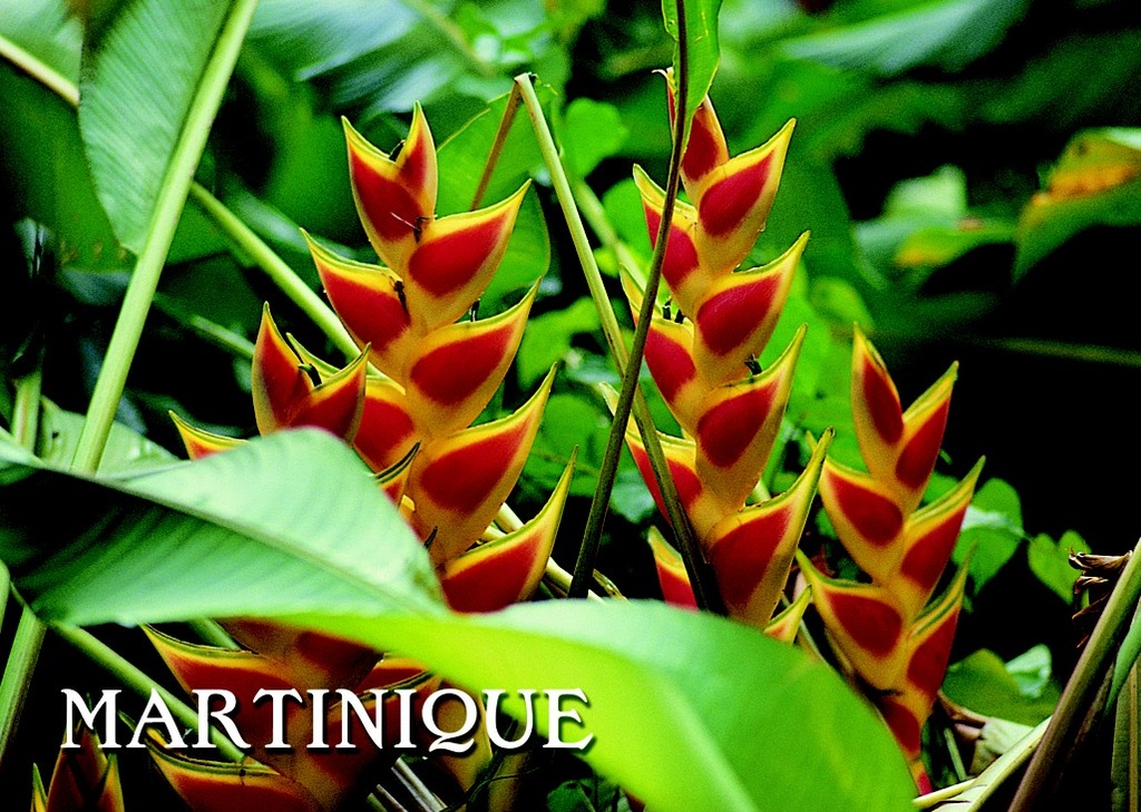 CP 12x17 MQ 3D Balisier M3D06