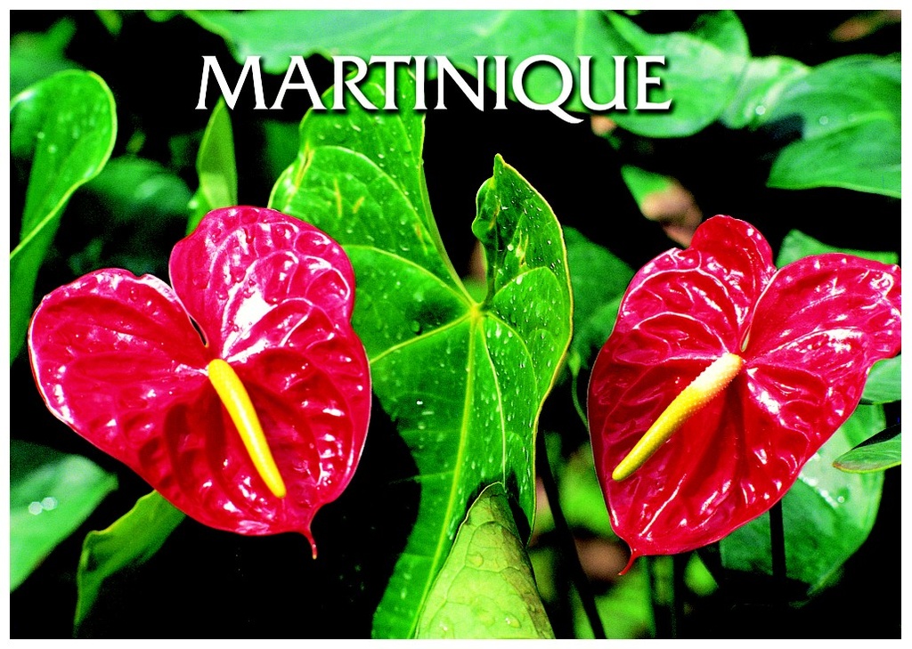 CP 12x17 MQ 3D Anthurium M3D07