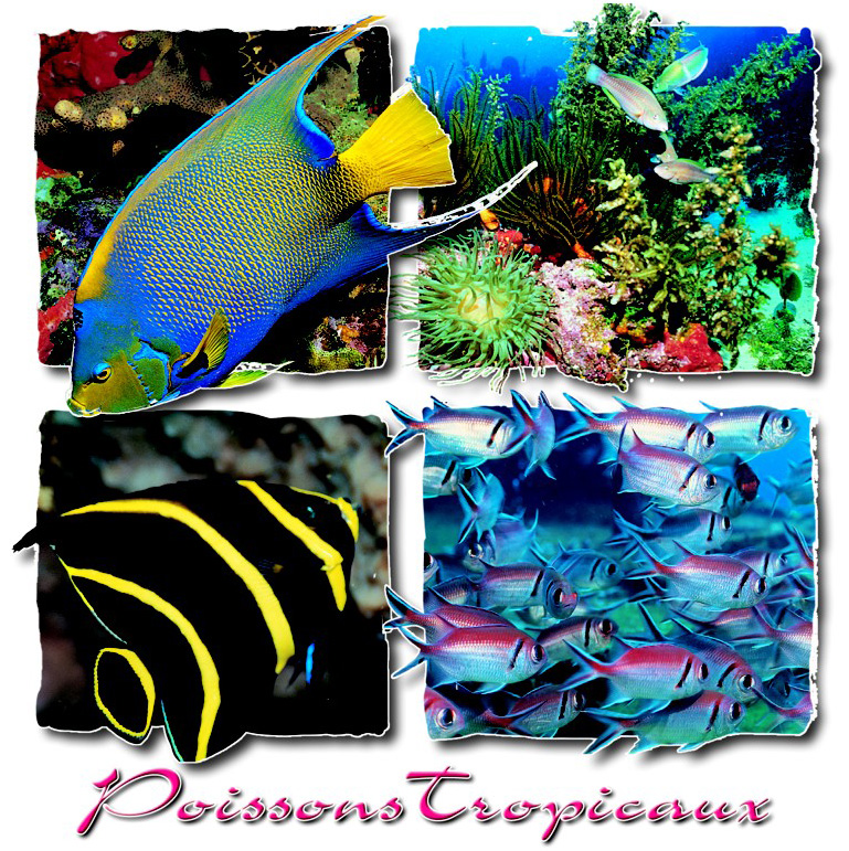 CP 13X13 Antilles 131311