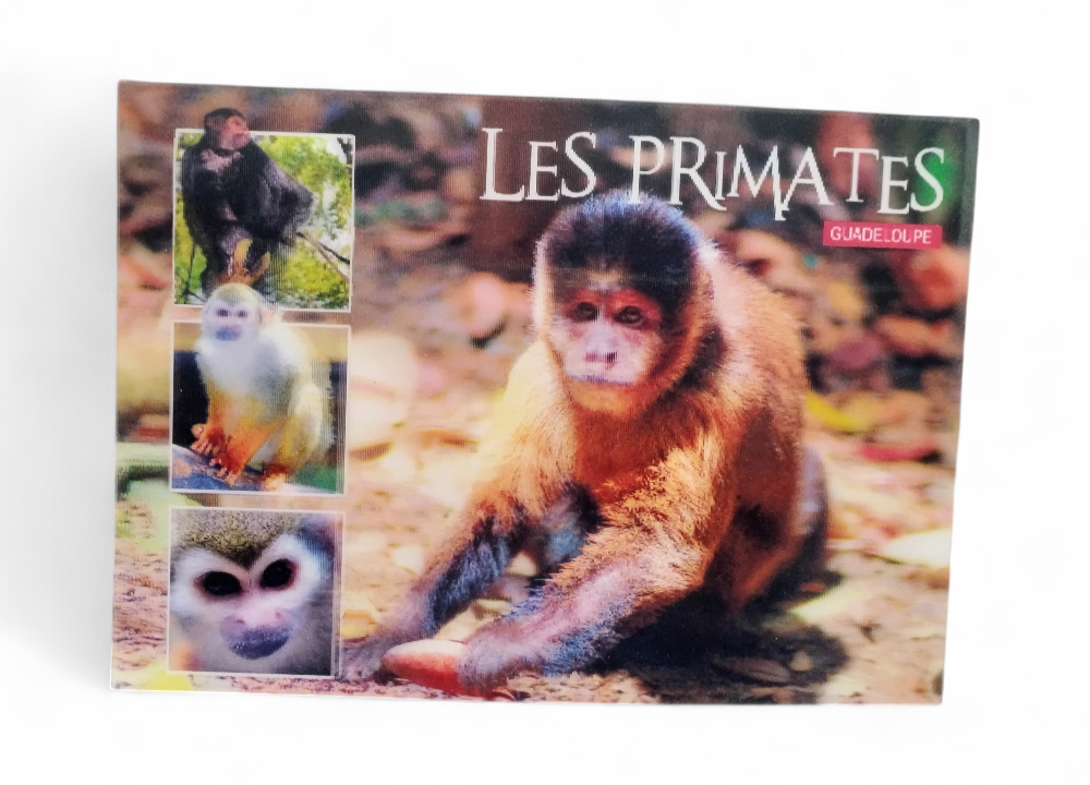 CP 10X15 PDM - Les primates