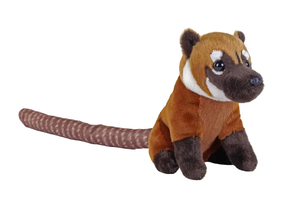 Splendors eco Coati
