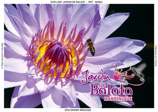 [15079] Magnet Image JDB Fleurs De Nimphea