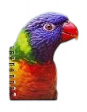 [53098] Rainbow Loriquet 3D Notebook