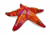 [53110] Etoile De Mer