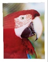 [61013] Poster Parrot 3D 40Cm