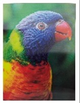[61014] Poster Rainbow Lorikeet 3D  40Cm