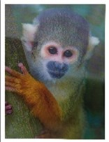 [61015] Poster Squirrel Monkey 3D