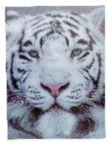 [61017] Poster White Tiger 3D