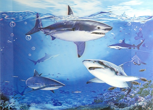 [61018] 3D Poster Sharks