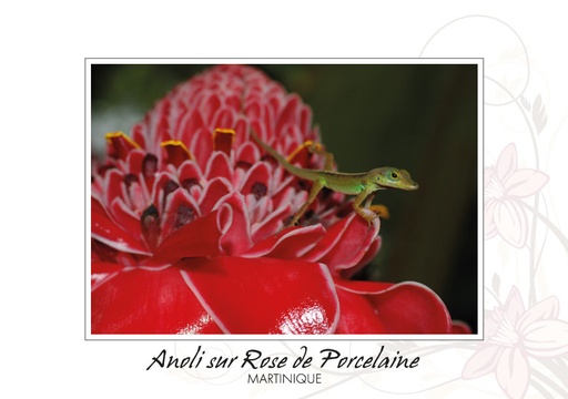 [63011] CP 10X15 MQ BB25