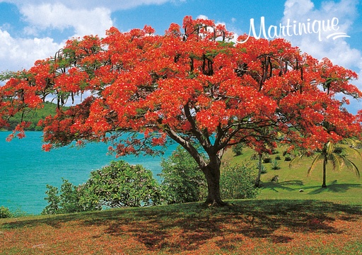 [63349] CP 10X15 MQ M144