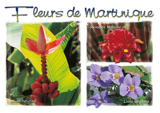 [63374] CP 10X15 MQ M198