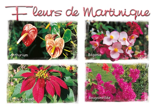 [63377] CP 10X15 MQ M201