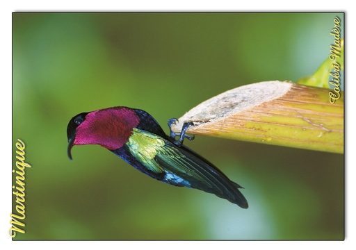 [63395] CP 10X15 MQ M229