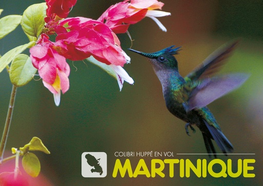 [63396] CP 10X15 MQ M230