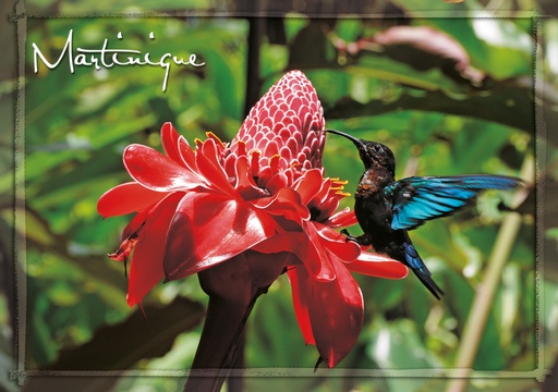 [63445] CP 10X15 MQ M290