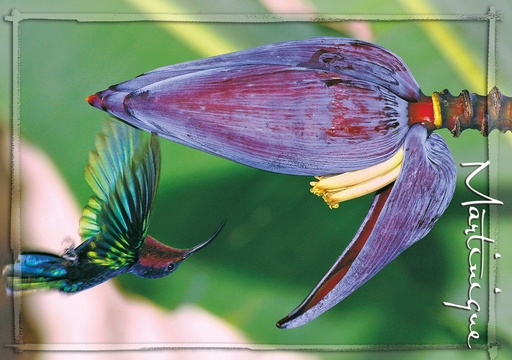 [63455] CP 10X15 MQ M301