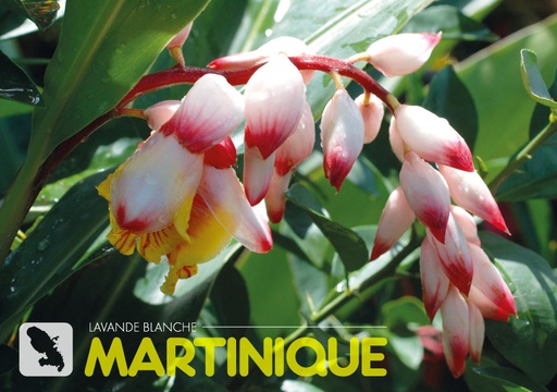 [63481] CP 10X15 MQ M331