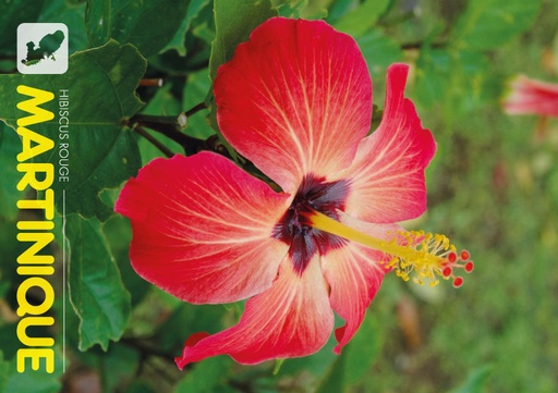 [63482] CP 10X15 MQ M332