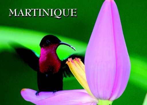 [63495] CP 12x17 MQ 3D Colibri/FLEURS M3D02