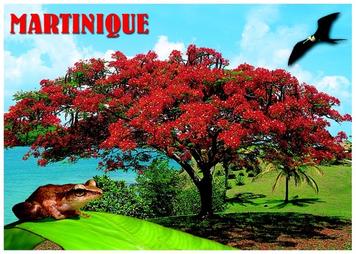 [63496] CP 12x17 MQ 3D Flamboyant M3D05