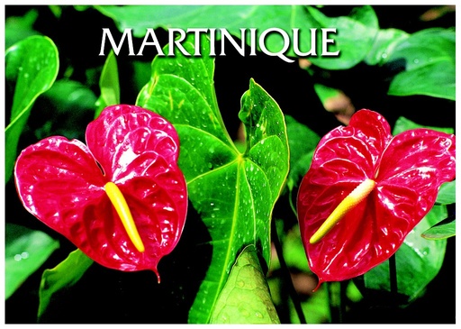 [63498] CP 12x17 MQ 3D Anthurium M3D07
