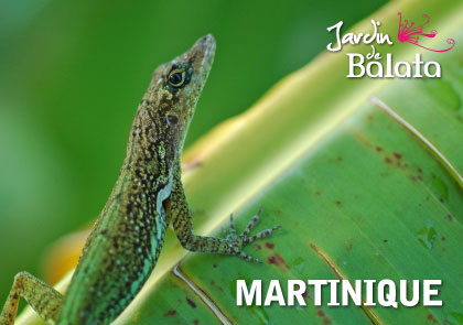 [63511] CP 10X15 JDB - Anoli/BananierMJB003