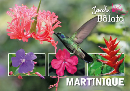 [63512] CP 10X15 JDB - Colibri/Hibiscus Fris MJB011
