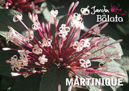 [63513] CP 10X15 JDB - Cl RodendronMJB015