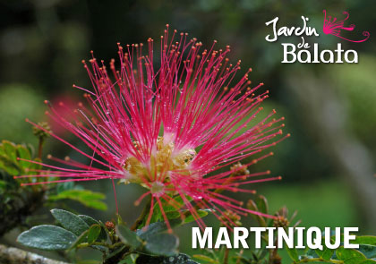 [63514] CP 10X15 JDB - Pompon RougeMJB016