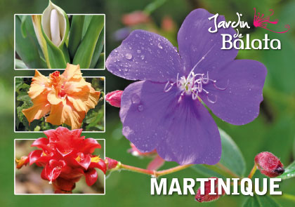 [63515] CP 10X15 JDB - Oreille D' L PhantMJB017