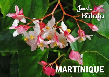 [63516] CP 10X15 JDB - B GoniaMJB018