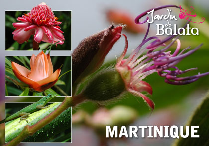 [63517] CP 10X15 JDB - TibouchinaMJB020