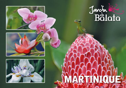 [63518] CP 10X15 JDB - Anoli/Rose De PorcelaineMJB021