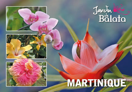 [63519] CP 10X15 JDB - Fleurs De PandanusMJB022