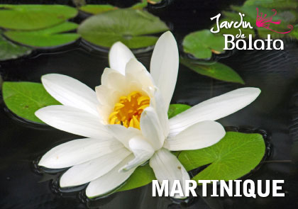 [63521] CP 10X15 JDB - N NupharMJB024