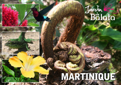 [63522] CP 10X15 JDB - Naissance D'Une Foug ReMJB025