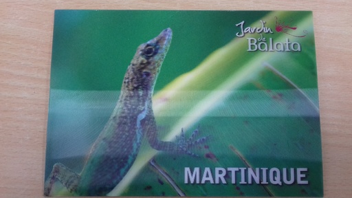 [63524] CP 10X15 3D JDB Anoli Sur Feuille BananierMJB3D003