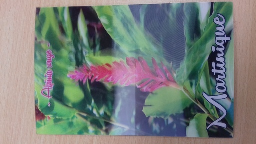 [63540] CP 10X15 MQ -  Alpinia MQCP3D05