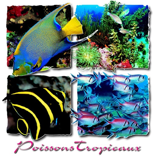 [63571] CP 13X13 Antilles 131311